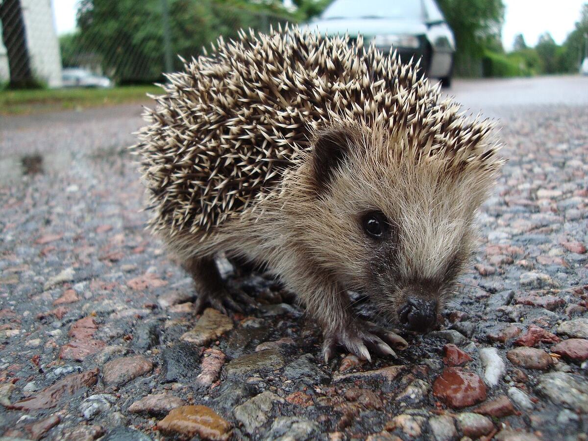 Vorschau: Igel auf nasser Fahrbahn, im Hintergrund ein Auto