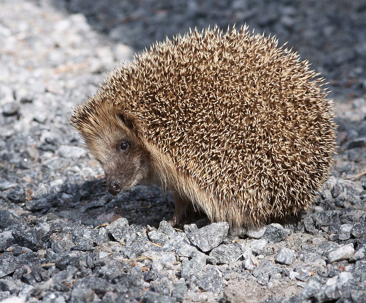 Vorschau: Igel auf einem Schotterweg