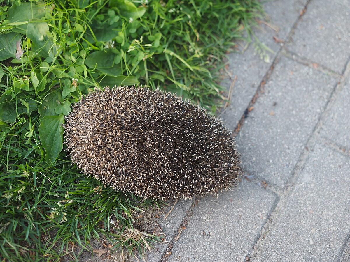 Vorschau: eingerollter Igel am Rand eines Gehwegs