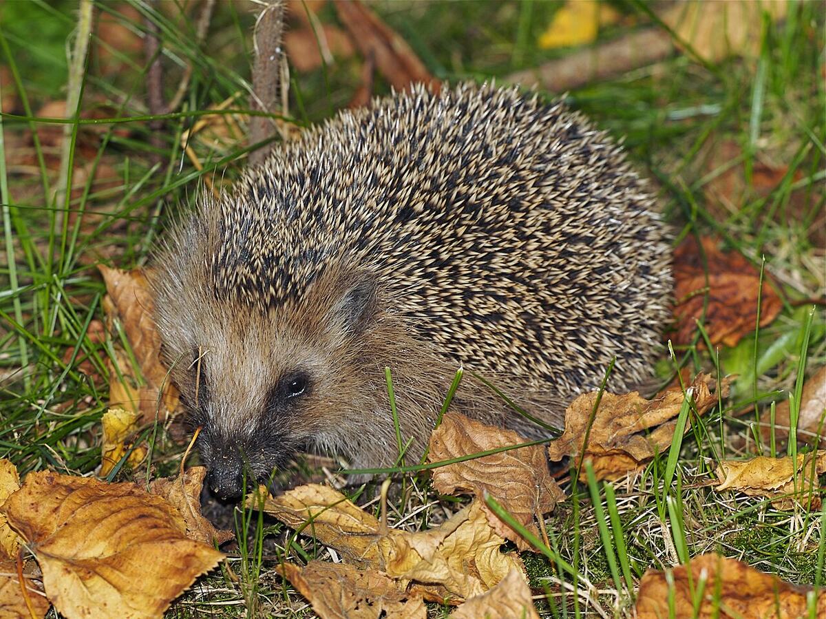Vorschau: Igel zwischen Gras und Herbstlaub
