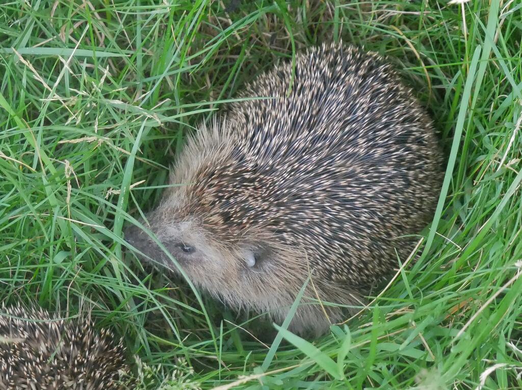 Vorschau: Igel im hohen Gras einer Wiese