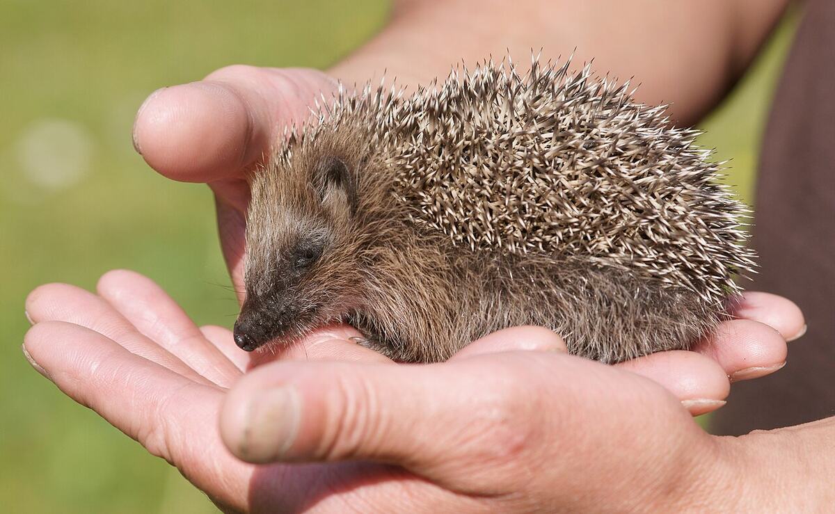 Vorschau: junger Igel wird in zwei Händen gehalten