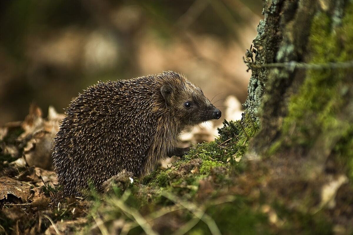 Ein Braunbrustigel steht am Fuß eines bemoosten Baumstamms im Laub des Waldbodens
