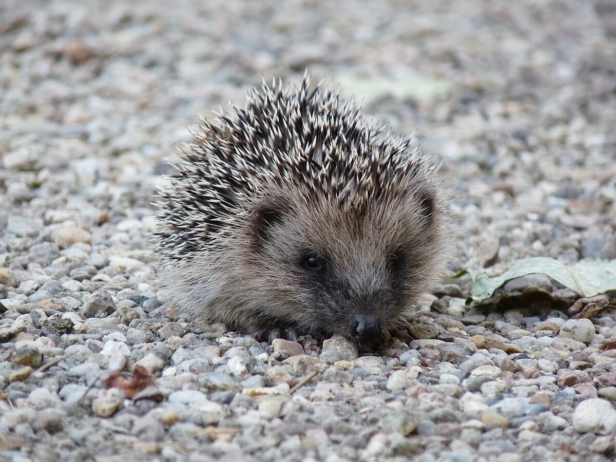 Vorschau: Igel liegt tagsüber flach auf einem Kiesweg