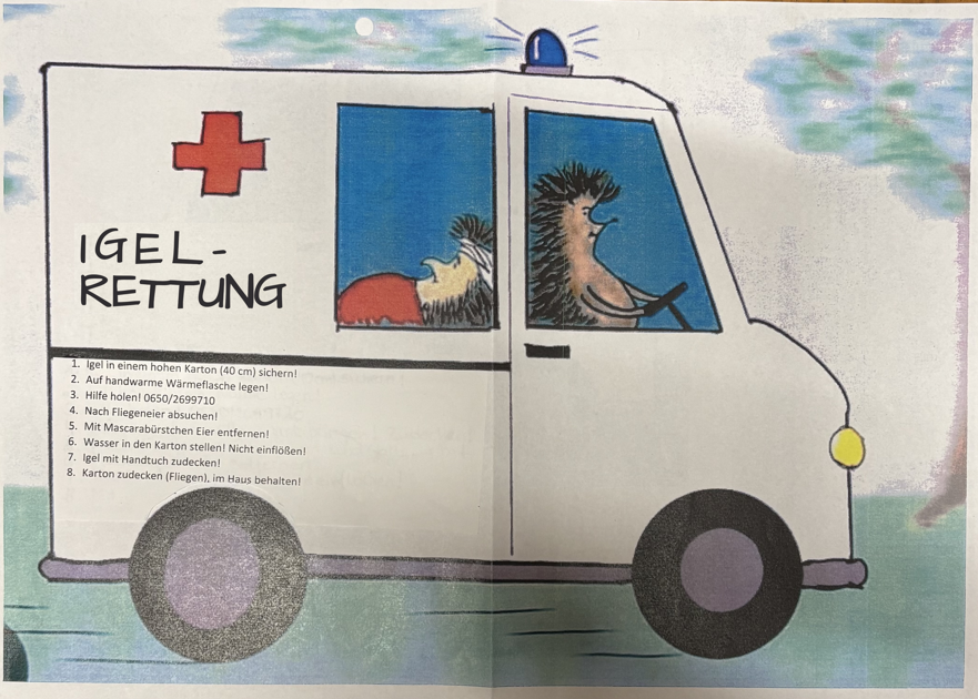 Handgezeichnetes Igel-Rettungsfahrzeug mit einem Igel am Steuer und wichtigen Soforthilfe-Schritten
